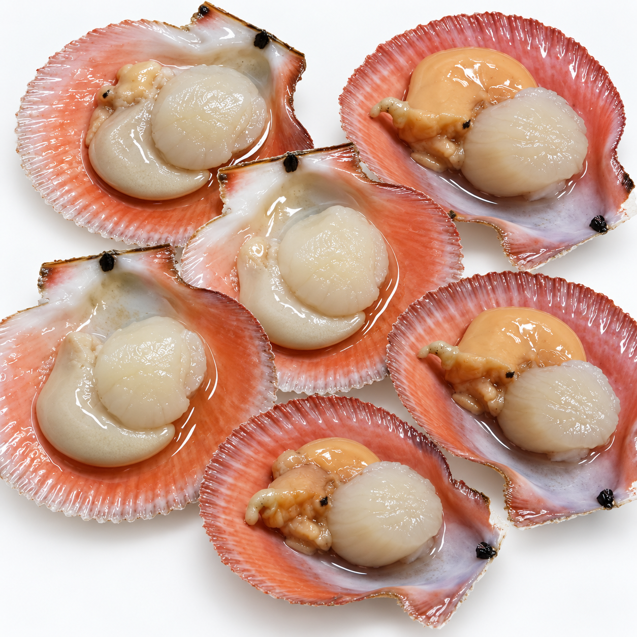 Морской гребешок Белое море